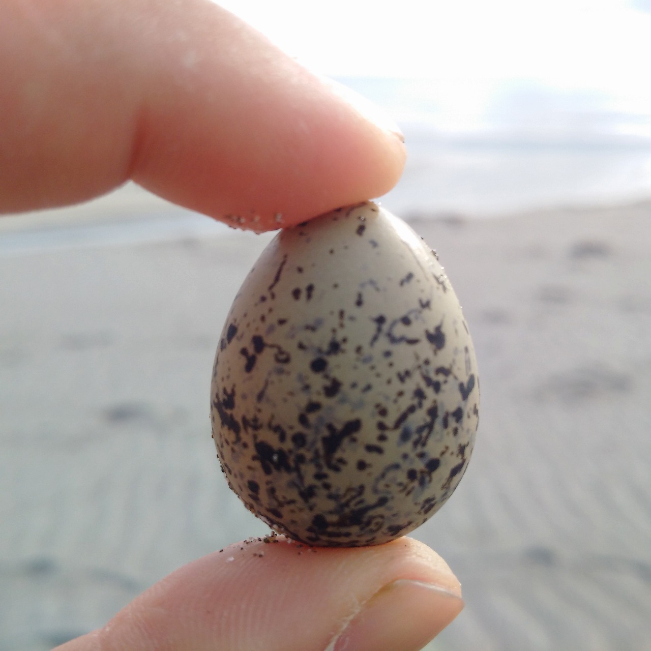 砂浜の鳥の卵はおじさんの仕業ではないっぽい
